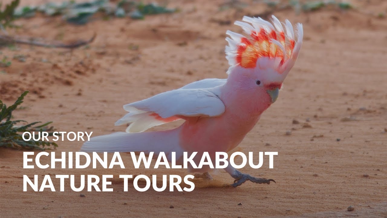 Echidna Walkabout Nature Tours: Our Story | Australian Wildlife Journeys