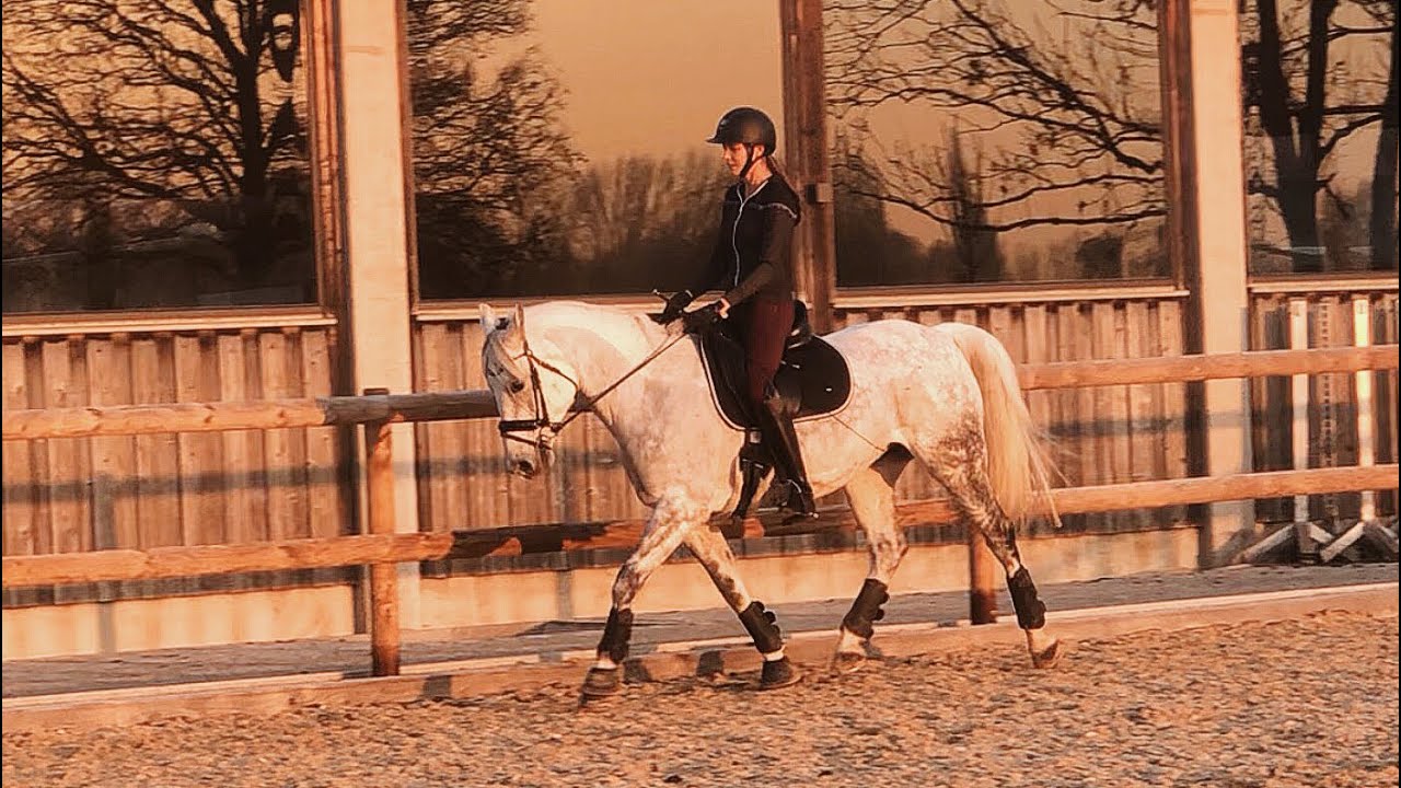 Dressurtraining November&lsquo;21