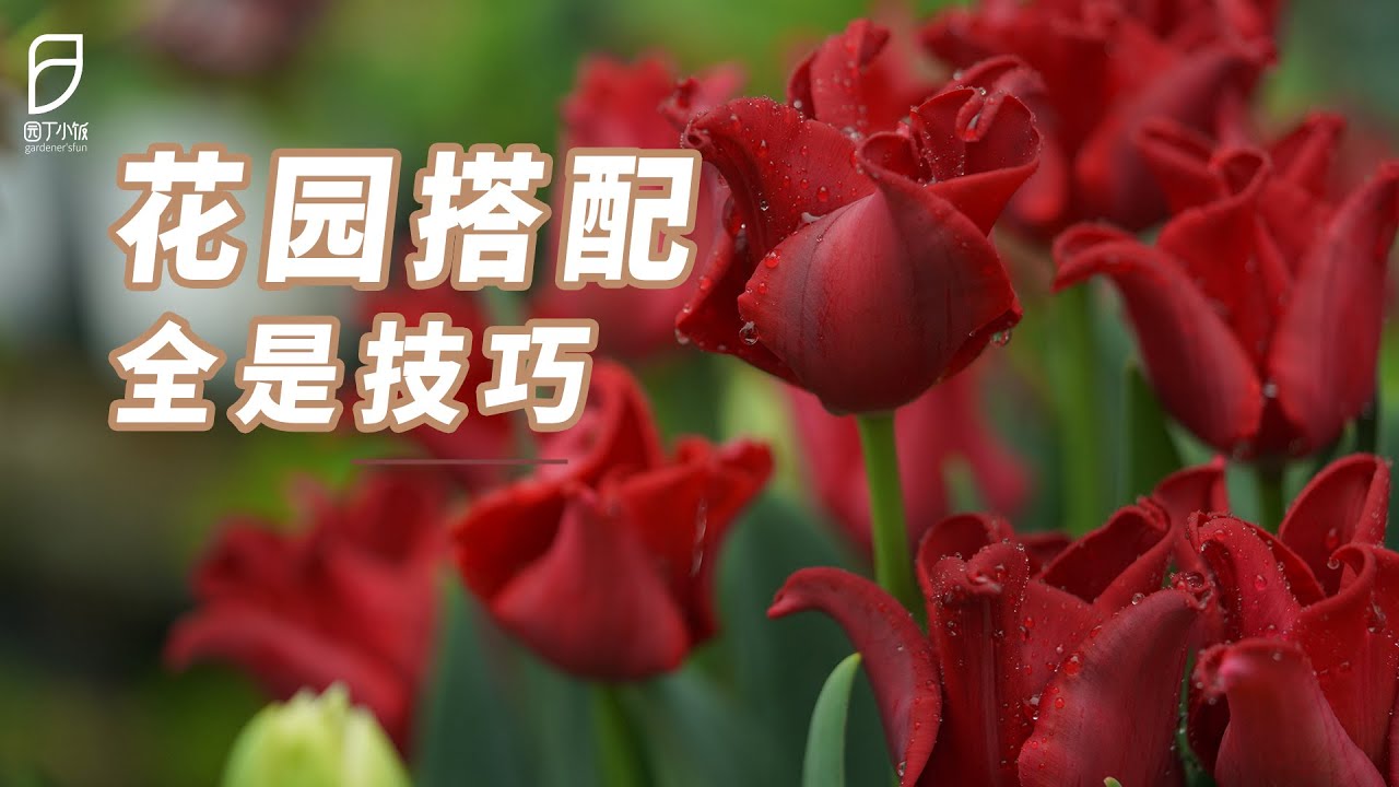 【园丁小饭】好看的花园都是别人家？植物搭配技巧了解一下
