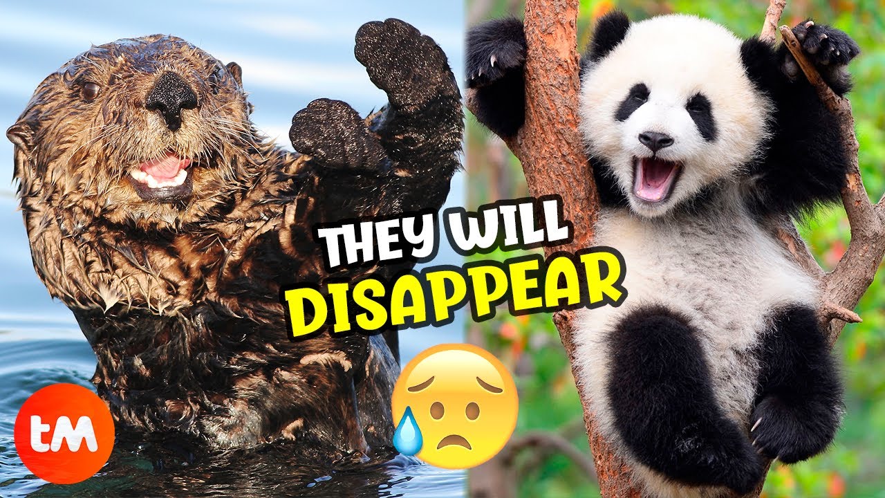 The Most BEAUTIFUL ENDANGERED ANIMALS 😥