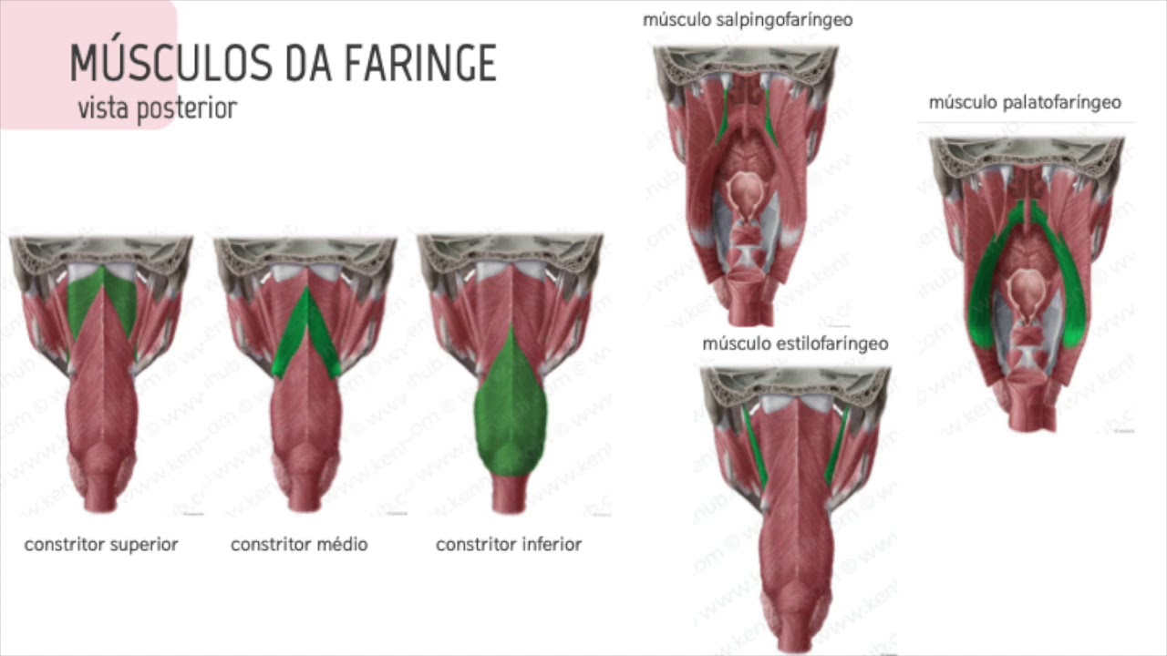 FARINGE E LARINGE