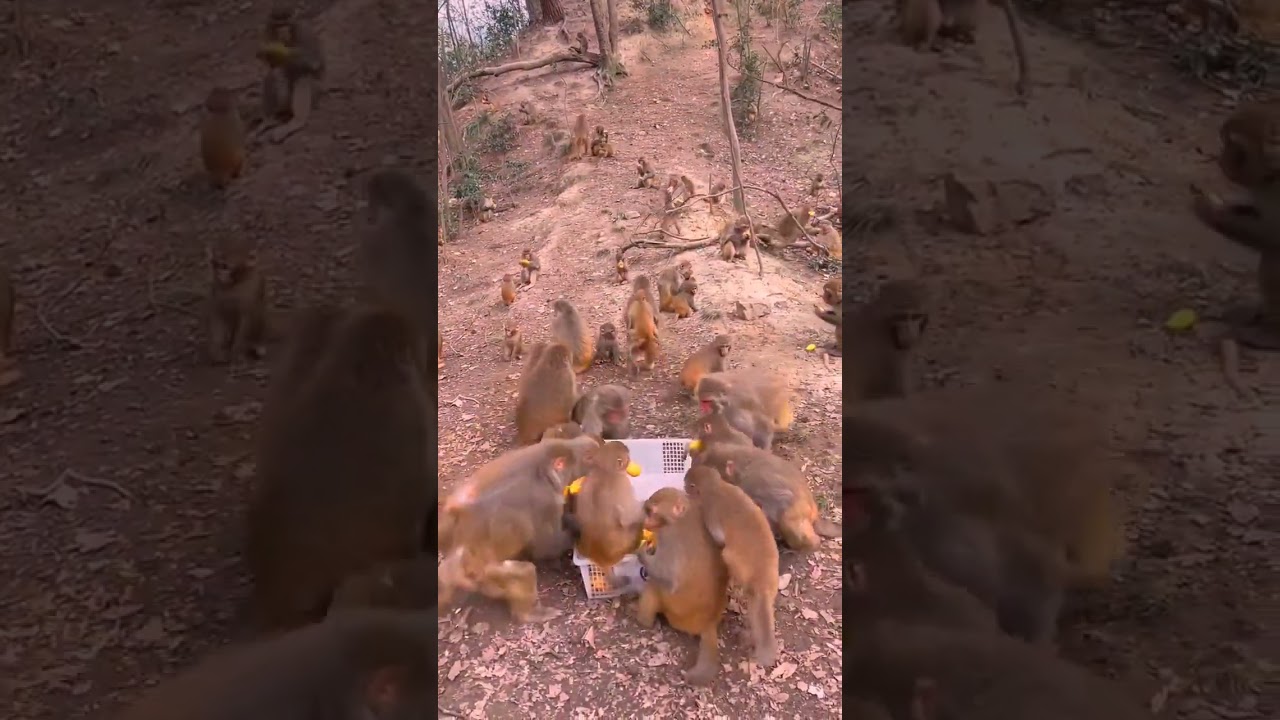 monkey,monkey baby,baby monkey,animals,funny animals,baby monkey |10