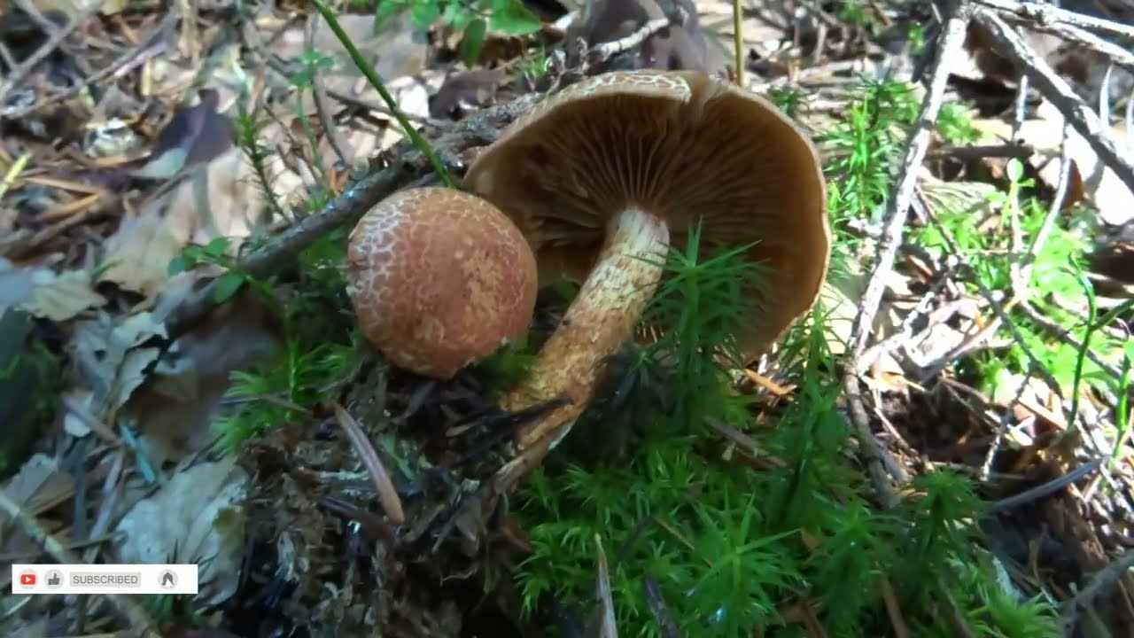 Zasłonak glinkowaty (Cortinarius bolaris)