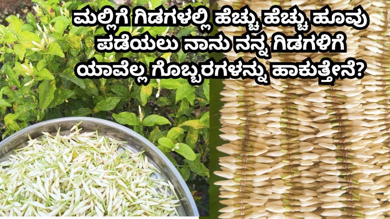 ಮಲ್ಲಿಗೆ ಗಿಡಗಳಲ್ಲಿ ಹೆಚ್ಚು ಹೆಚ್ಚು ಹೂವು ಪಡೆಯಲು ನಾನು ನನ್ನ ಗಿಡಗಳಿಗೆ ಯಾವೆಲ್ಲ ಗೊಬ್ಬರಗಳನ್ನು ಹಾಕುತ್ತೇನೆ? 