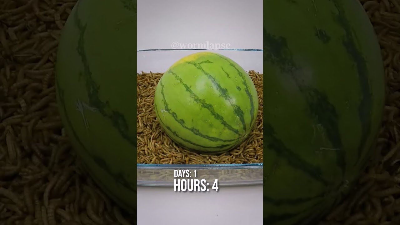 10 000 Mealworms vs. WATERMELON
