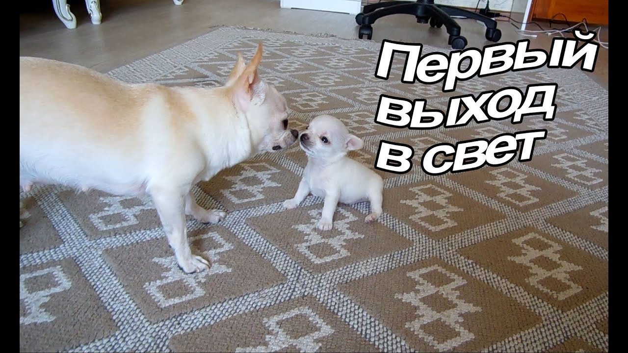 VLOG: Мы без холодильника / Наше утро / Пилот гуляет / Новости