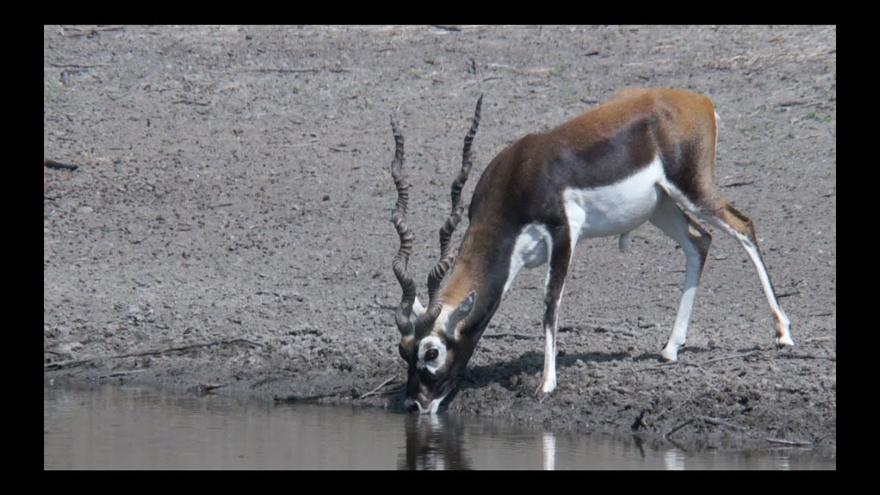 BIRDS OF INDIA THE BIG FIVE OF TAL-CHHAPAR