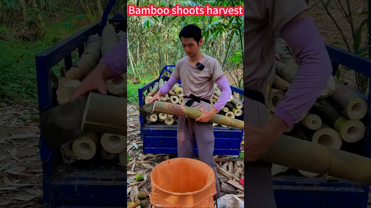 Bamboo shoot picking! Tender Delicious, crispy delicious, a knife easy harvest竹筍採摘！鮮嫩好吃，香脆美味，一刀刀輕鬆收穫