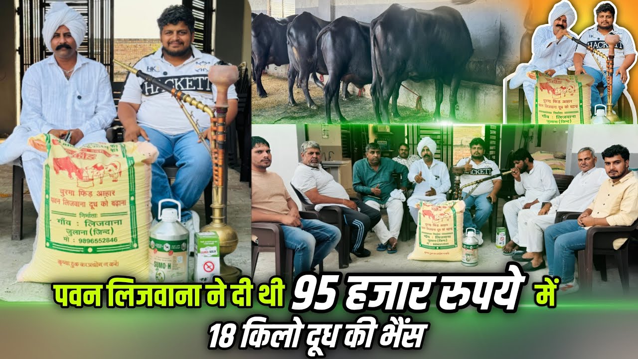 पवन लिजवाना ने दी 95 हजार रुपये में 18 किलो दूध की भैंस || डेयरी फार्म  || Pawan Lajwana dairy Farm