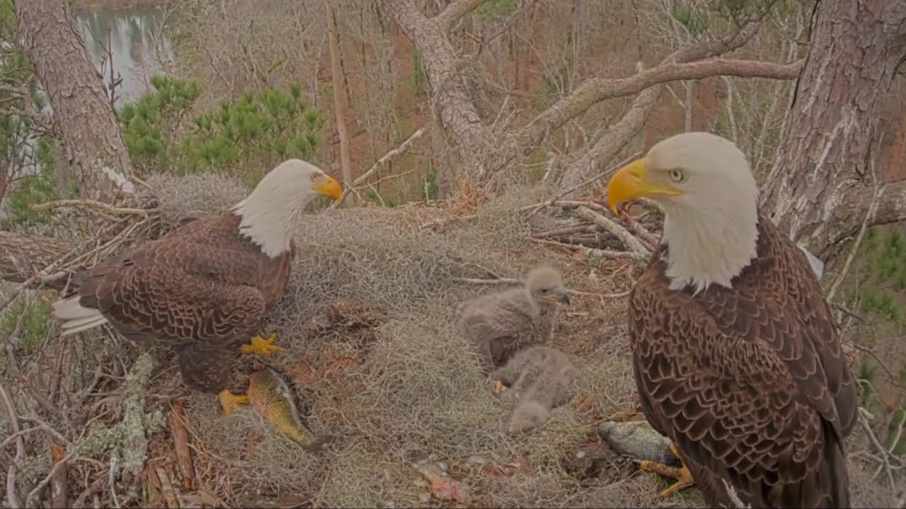 First Dad and then Mom brings fish 🐟  for lunch | Kisatchie National Forest E-1 | Feb 15, 26