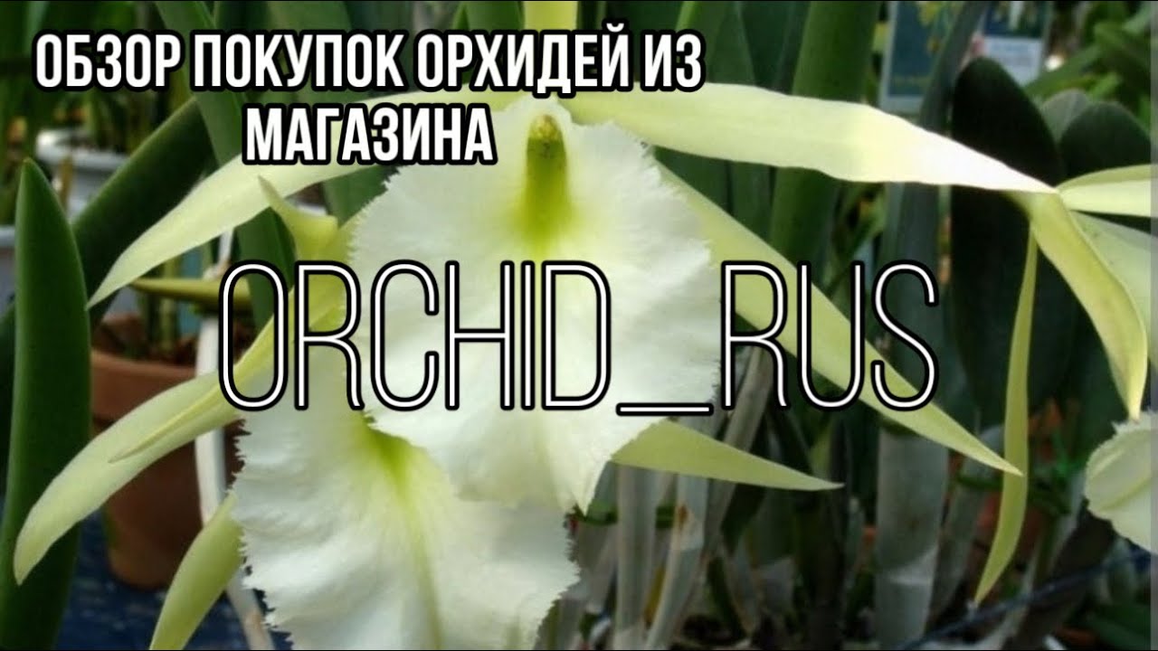 Покупки орхидей из Orchid_rus || Лена удивила 🫠 || Таких азиатов давно не было 🫣