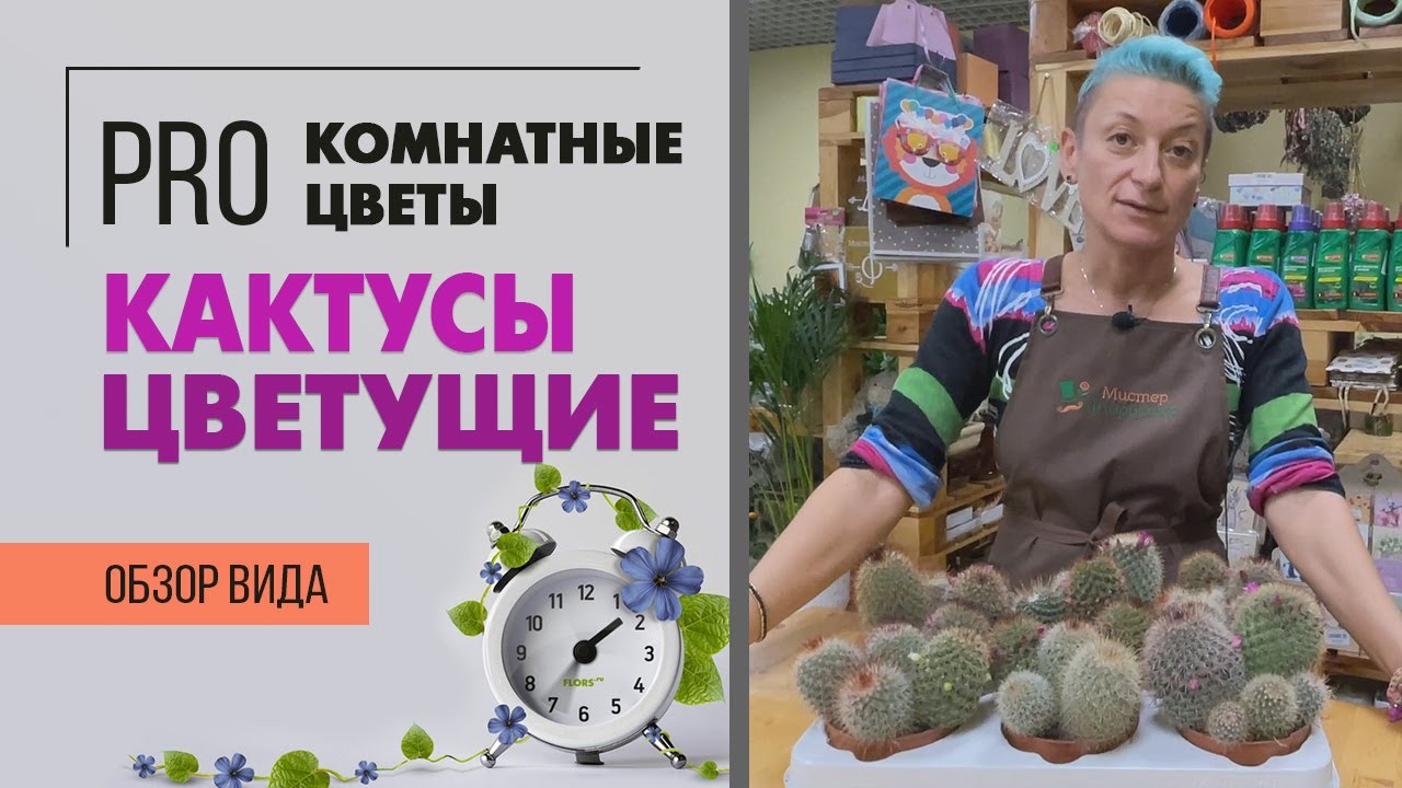 Цветущие кактусы маммилярия.  Набор кактусов в одном горшке.