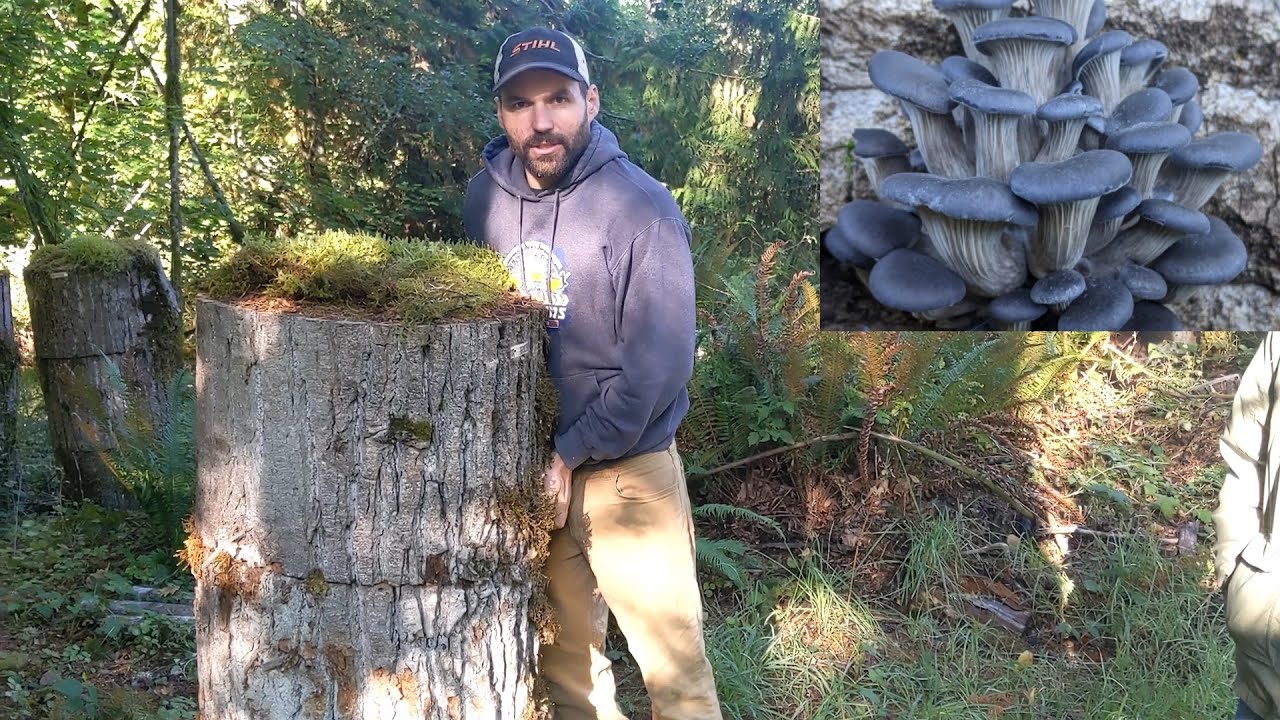 Big Mushroom Totems - An Experiment in Efficient Mushroom Cultivation