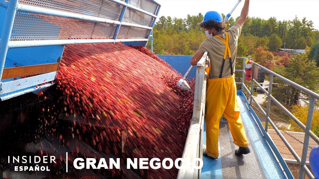 Cómo se cosechan 100.000 millones de cranberries en 6 semanas | Gran negocio