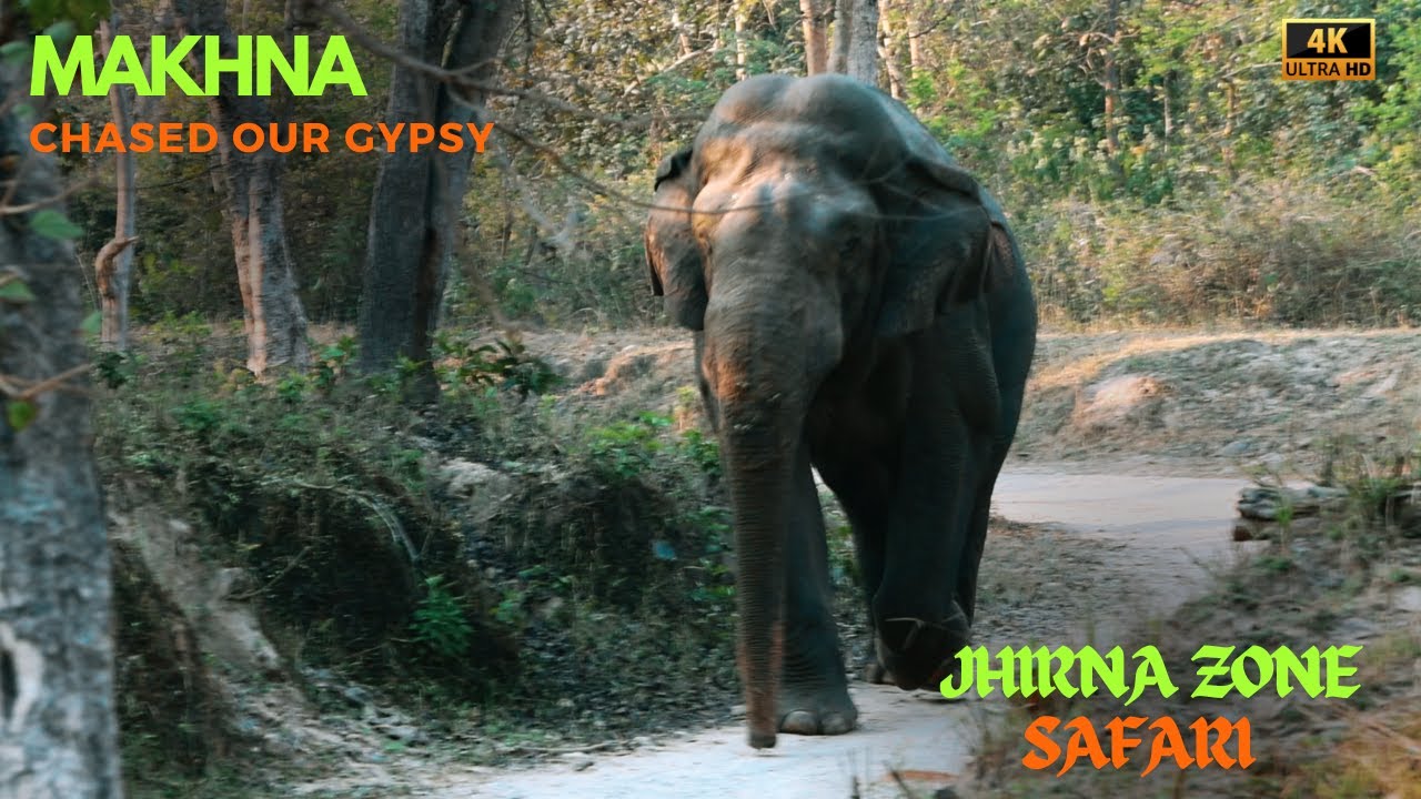 Elephant Chased Our Gypsy | Jhirna Zone | Jim Corbett Tiger Reserve  #elephant  #jimcorbett