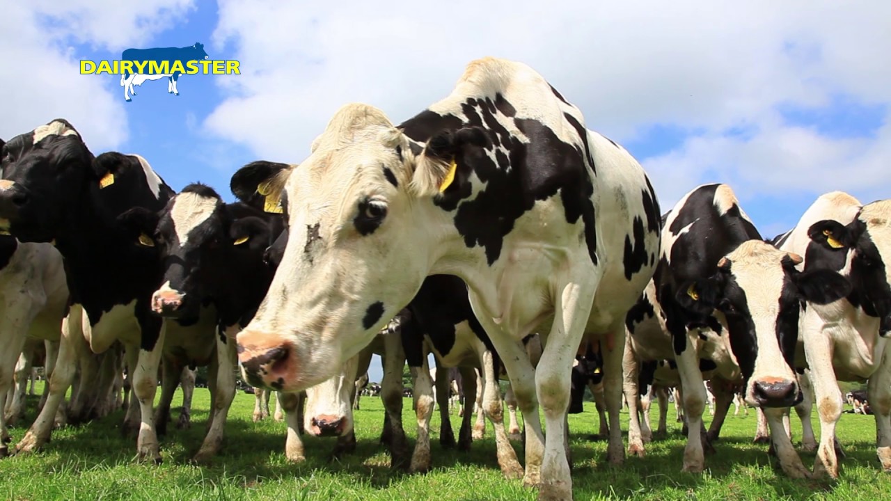 Feeding 170 Holsteins automatically in the milking parlour