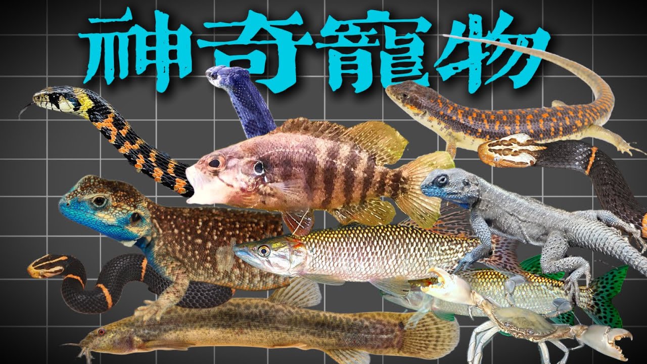 這些寵物這麼醜竟然有人養？網友發來的奇怪寵物震驚了我