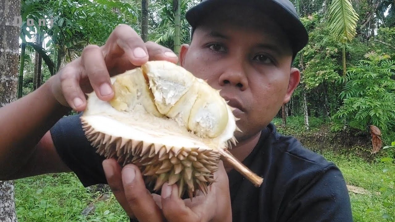 Makan Durian Langsung Di Kebun
