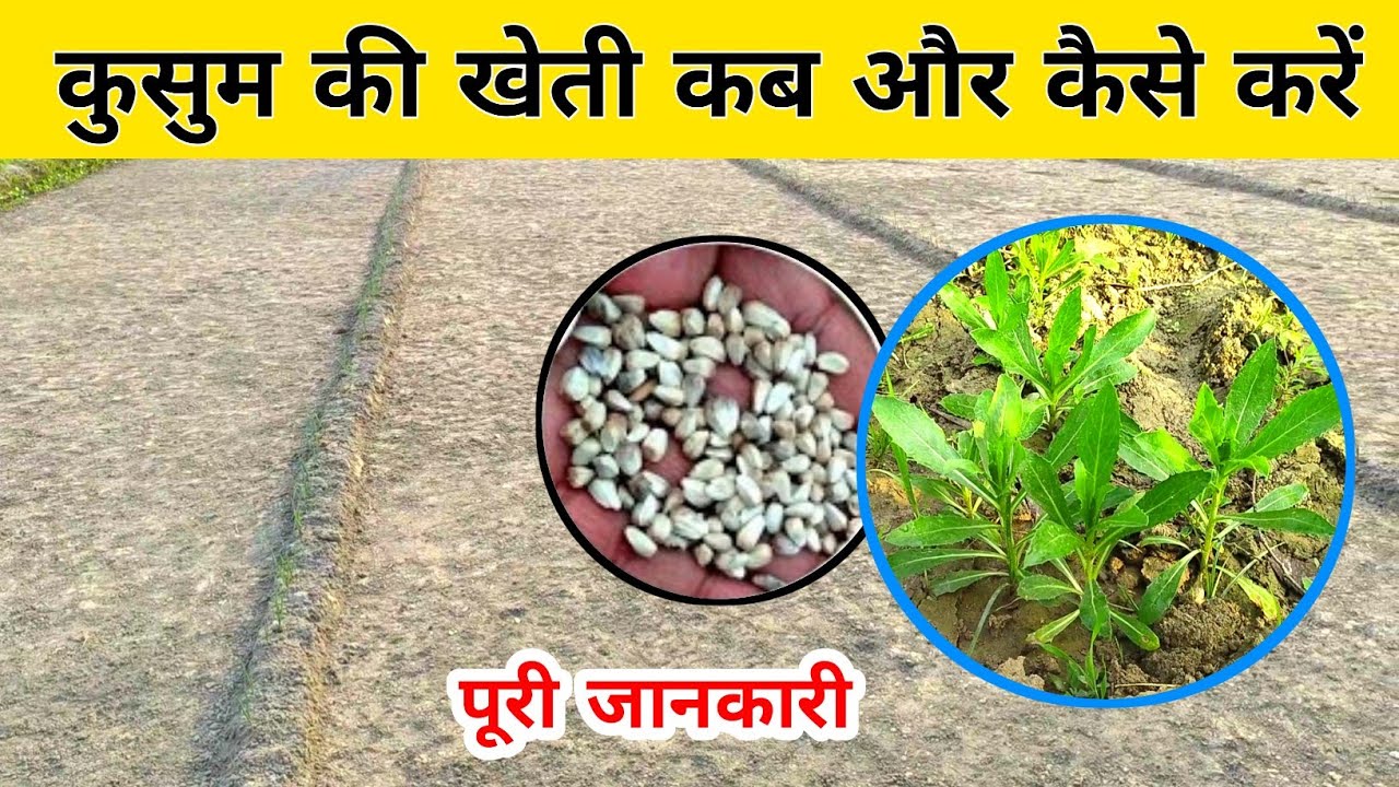 कुसुम की खेती इस विधि से करके अधिक उपज ले 🌿🔥 Kusum ki kheti kaise hoti hai | Safflower cultivation