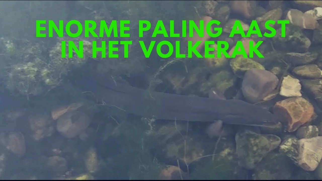 Een enorme paling in het ondiepe water van het Volkerak