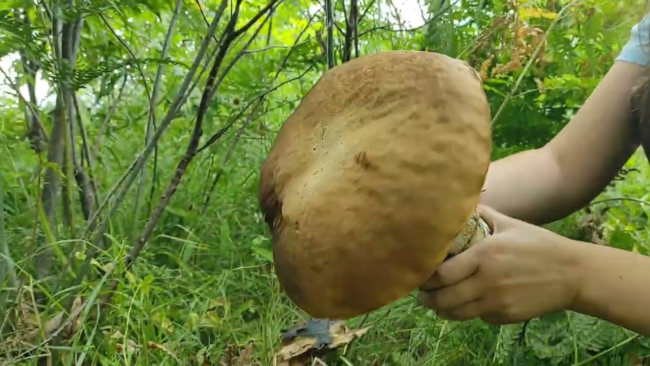 Гриби гіганти в Карпатах у траві біля лісу