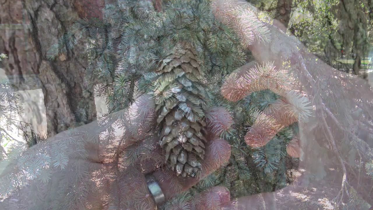 Identifying Colorado spruce (blue spruce)