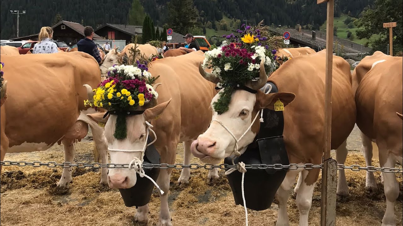 Viehschau Herbst 2023 VZV Grindelwald II
