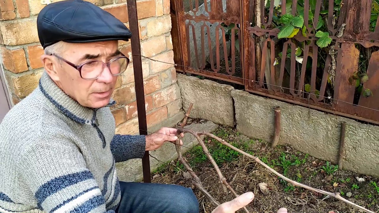 Выбираем формировку плодовых звеньев на виноградных кустах