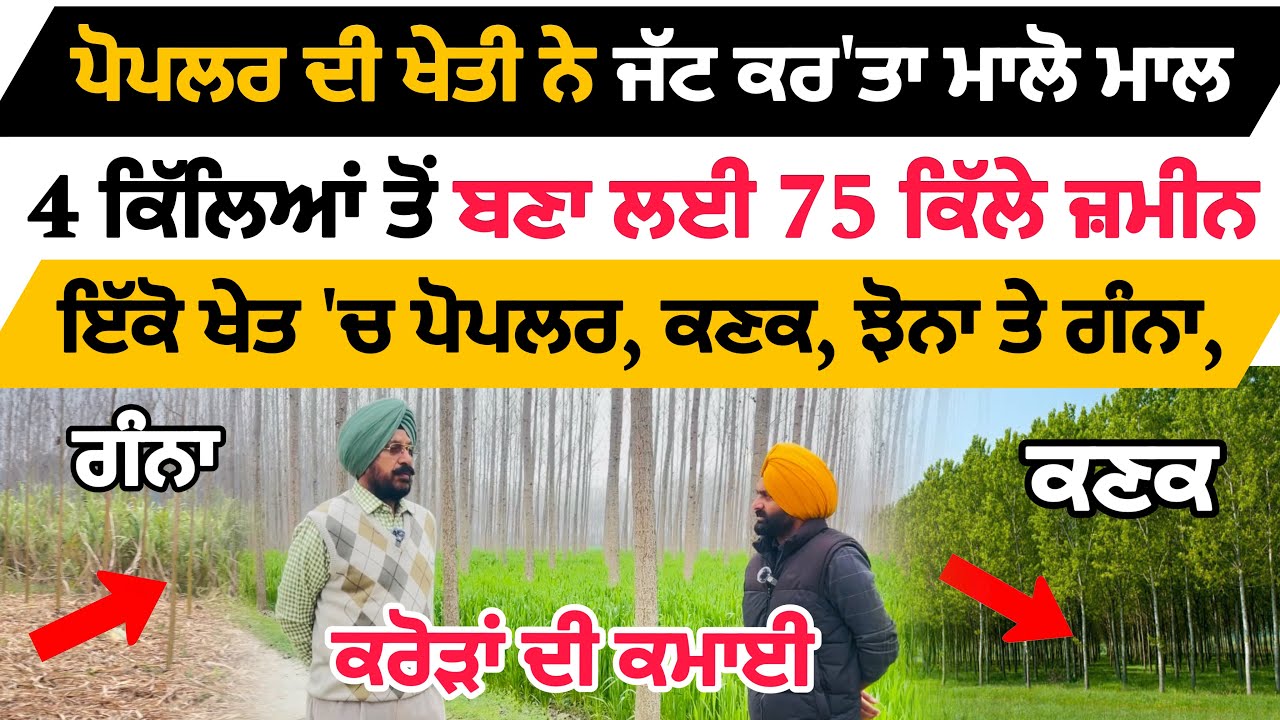 ਪੋਪਲਰ ਦੀ ਖੇਤੀ ਨੇ ਜੱਟ ਕਰ'ਤਾ ਮਾਲੋ ਮਾਲ, 4 ਕਿੱਲੇ ਤੋਂ ਬਣਾਏ 75 ਕਿੱਲੇ, ਕਰੋੜਾਂ ਦੀ ਕਮਾਈ