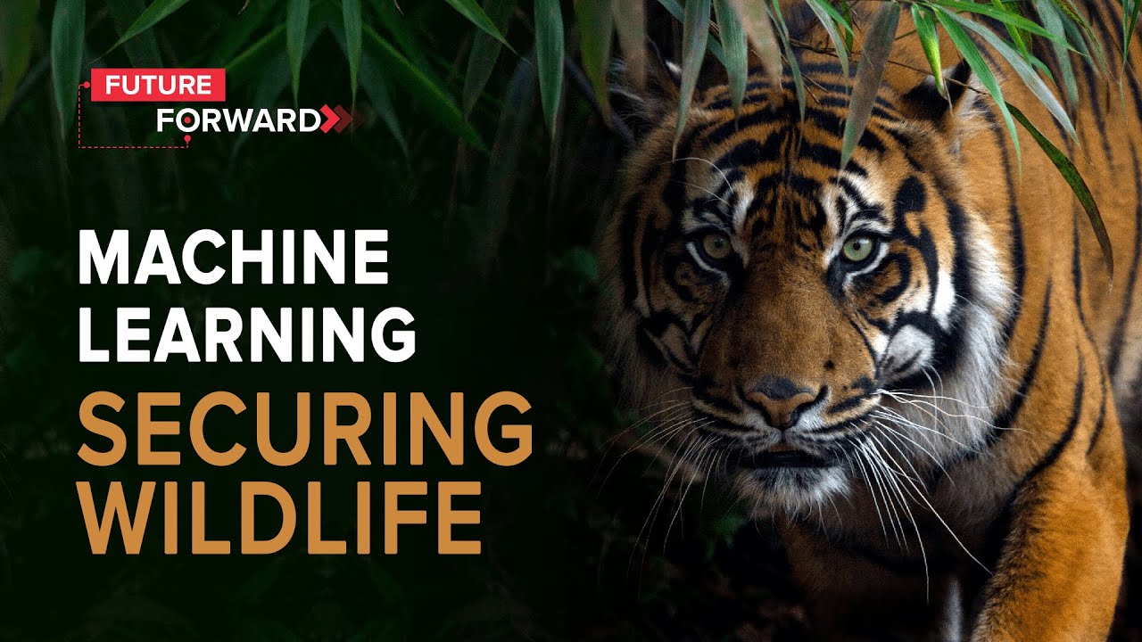Machine Learning Securing Wildlife | upGrad - Future Forward