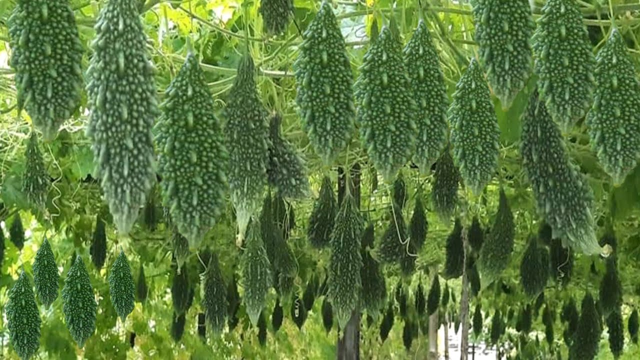karela ki kheti | करेला की खेती कैसे करें | Barsati karele ki kheti 2024 | Bitter gourd farming