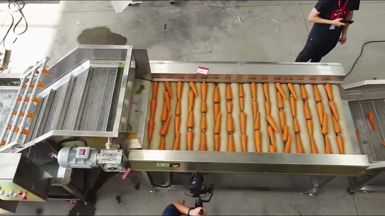 Carrot and leafy vegetables wash line full automatic,with air bubble washer,brush washer and others.