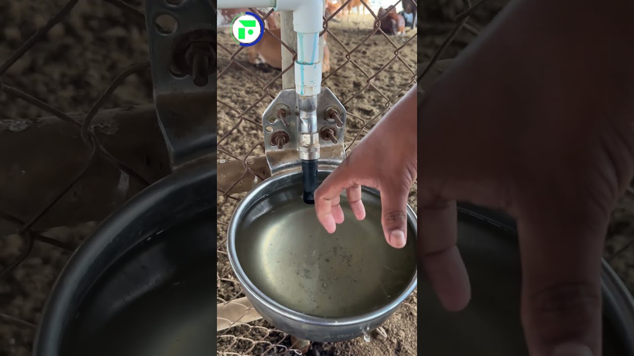 जुगाड़ - हर दम ताजा पानी 💦🐄 India's Best Hi-Tech Dairy Farm|| Indian Farmer #shorts #indianfarmer