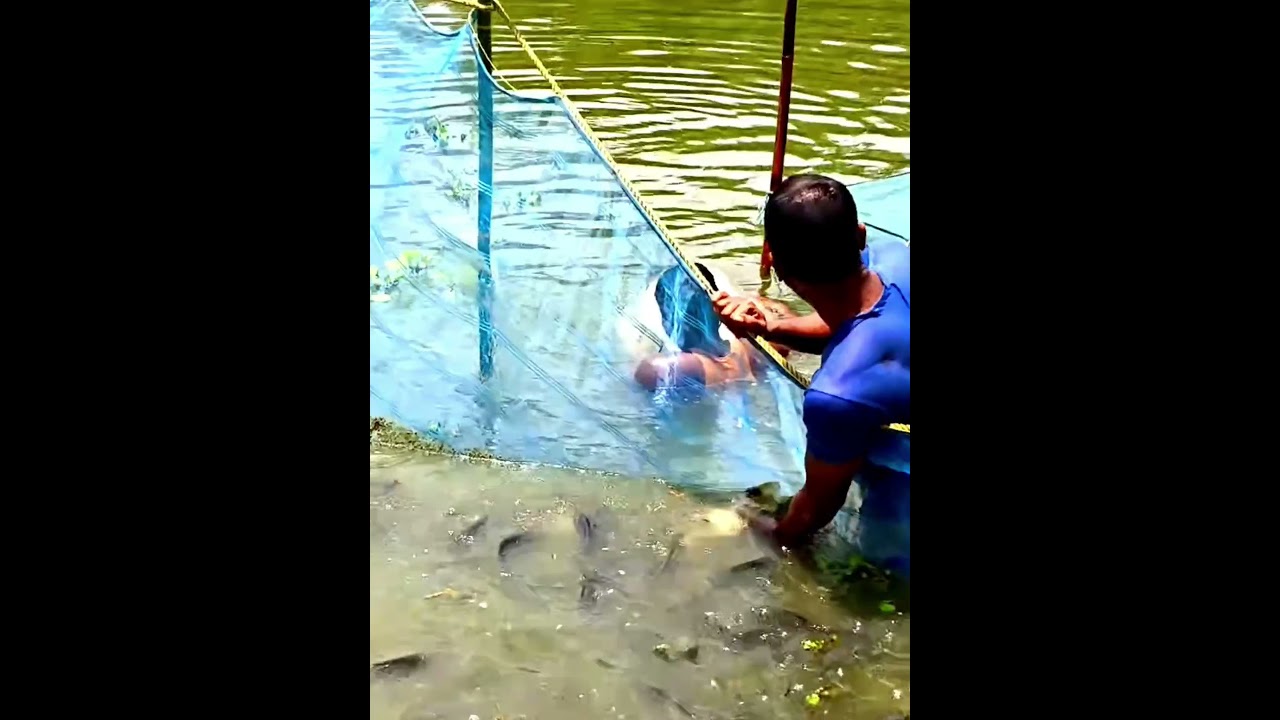 #reels #fishing #video #assam