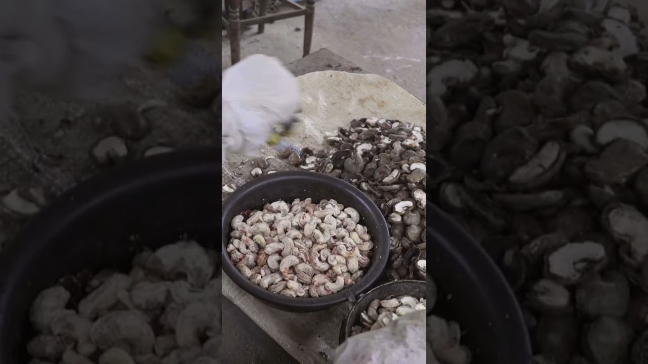 How Cashew Nuts Are Grown