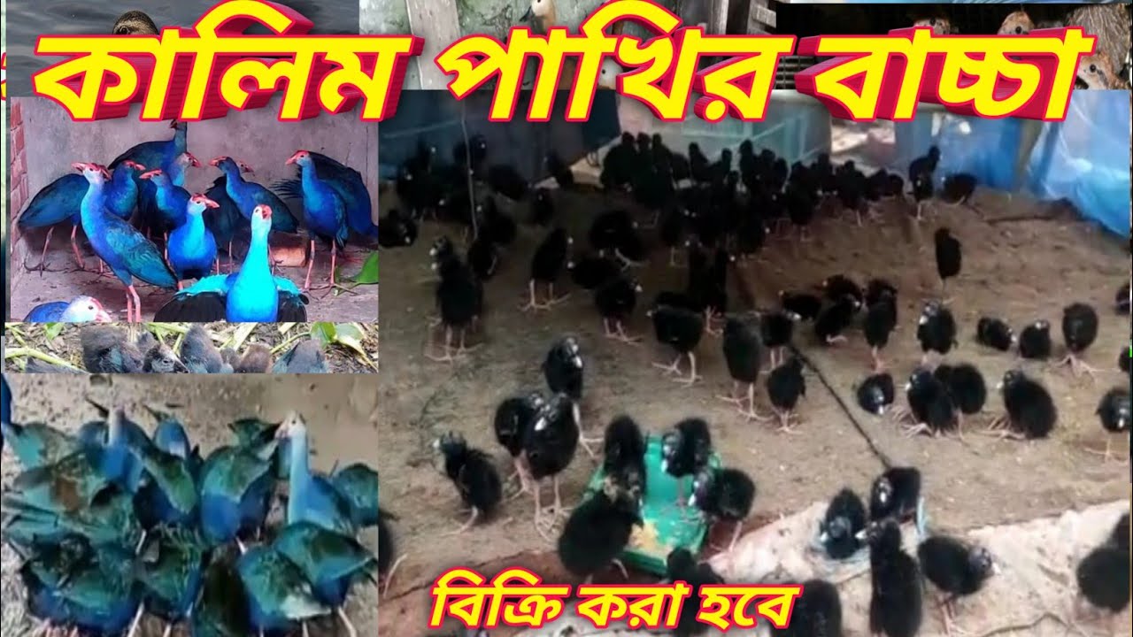 কালিম পাখির বাচ্চার খাদ্য ও পালন পদ্ধতি নিয়ে আলোচনা