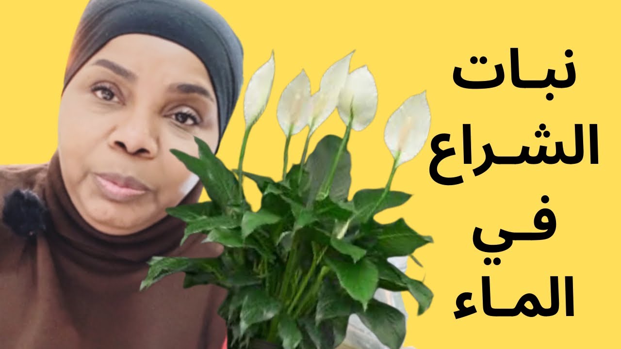 كيف العناية والاهتمام بنبات البيس ليلي نبات زنبق السلام في الماء ؟