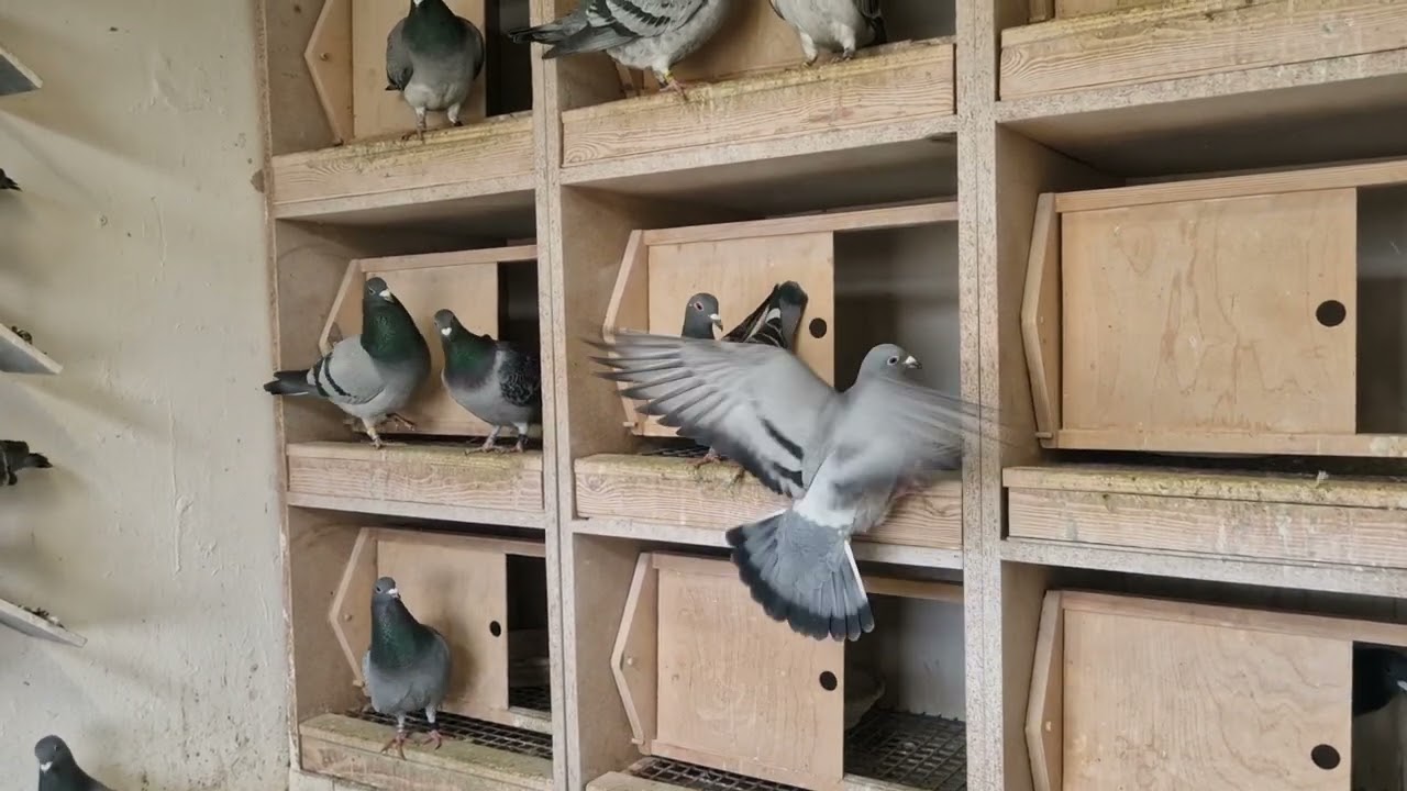 Co dalej z  hodowlą czy uda się utrzymać poziom po chorobie 