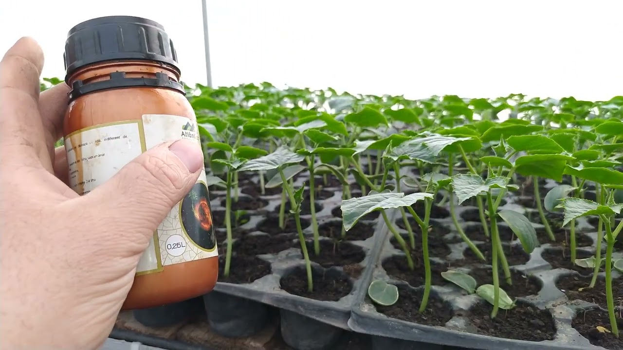CE FOLOSESC LA FERTILIZAREA RĂSADURILOR