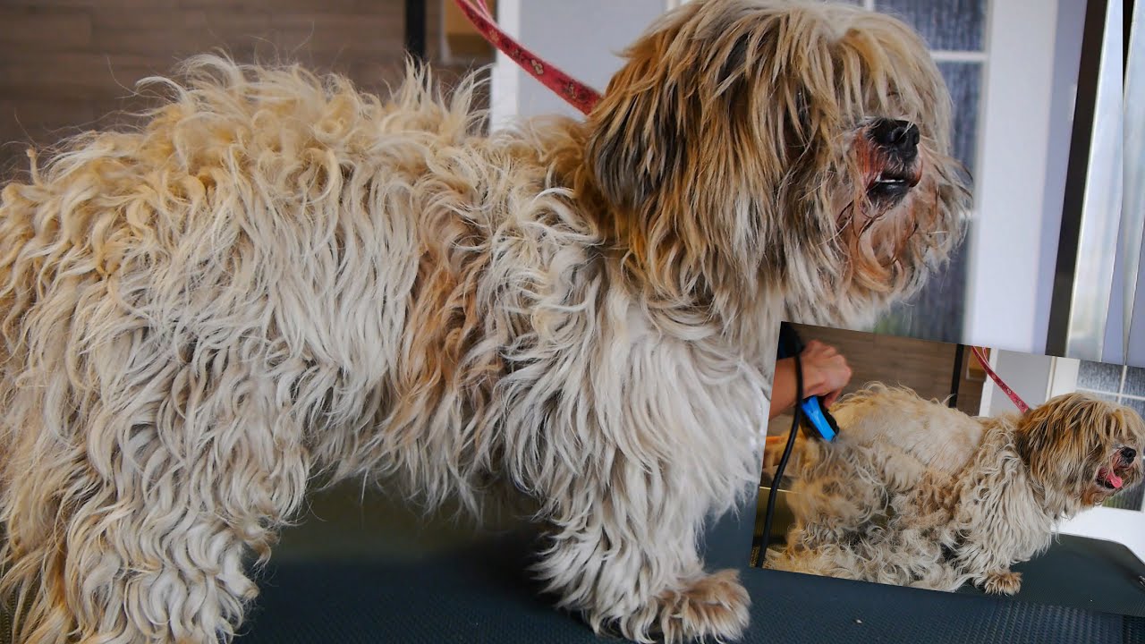 Amazing Transformation - Grooming Shih Tzu in bad Condition