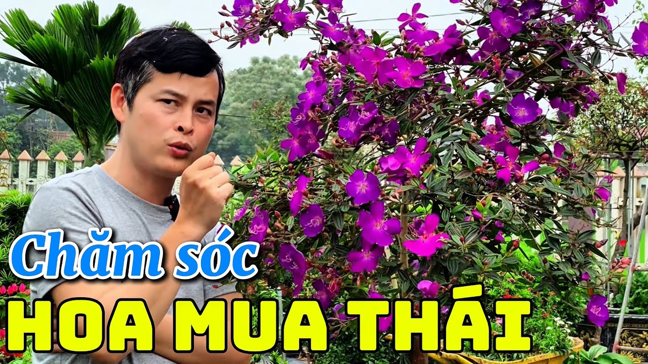 Planting and caring for Thai flower trees to bloom fully