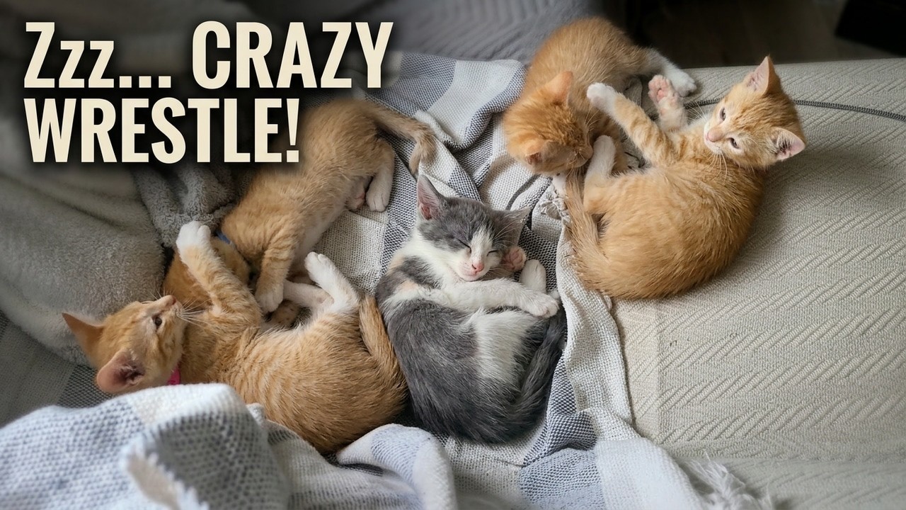 kitten naps while siblings wrestle around her