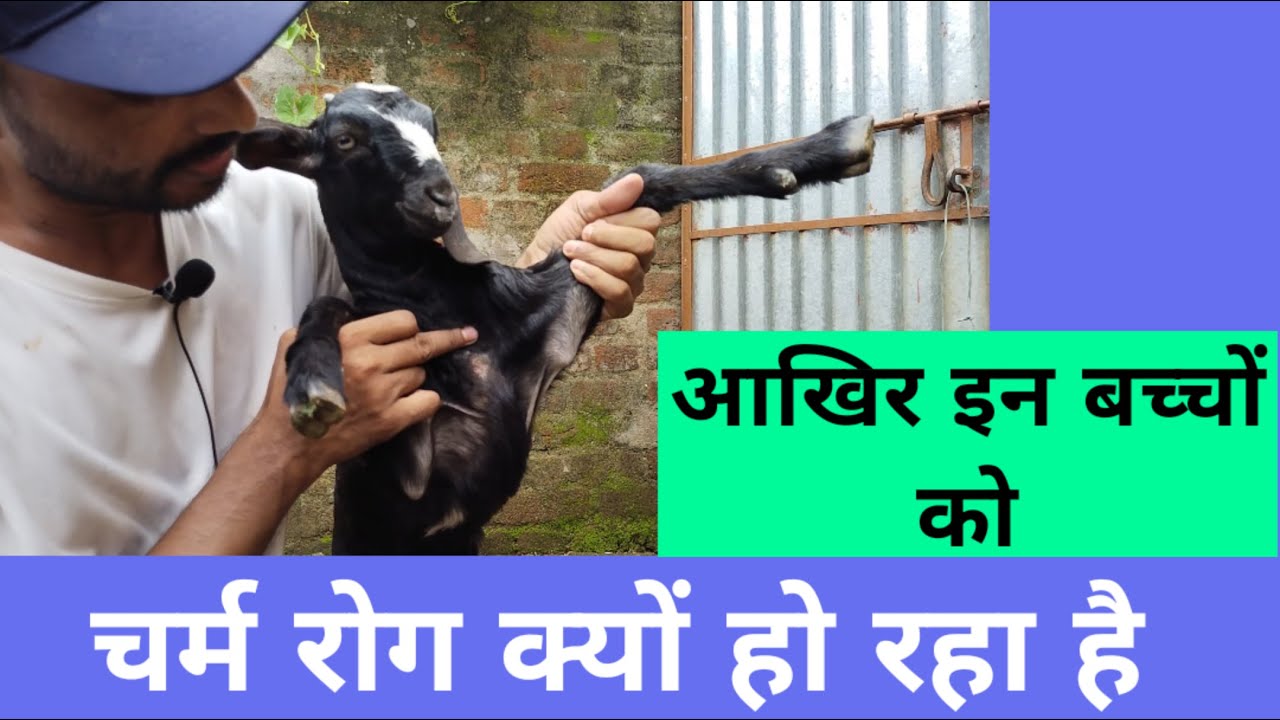 बकरी के बच्चों को चर्म रोग क्यों हो रहा है