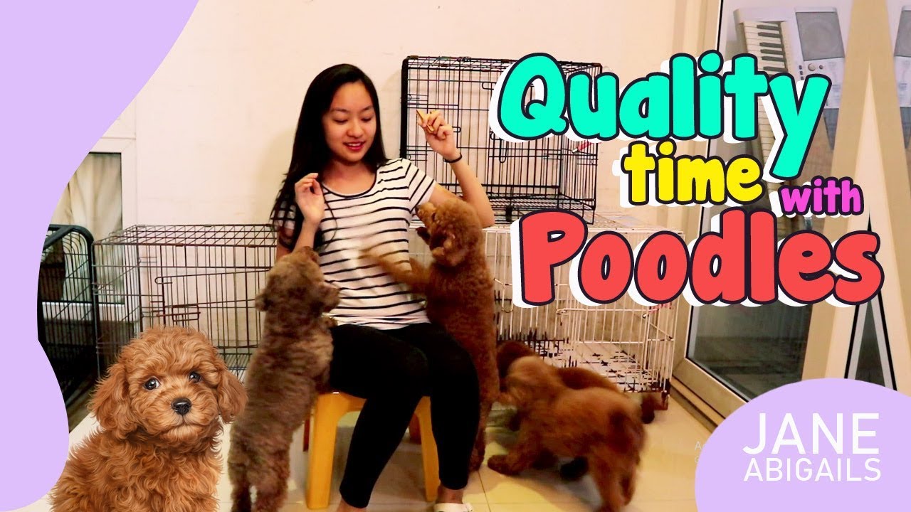 QUALITY TIME WITH MY TOY POODLES