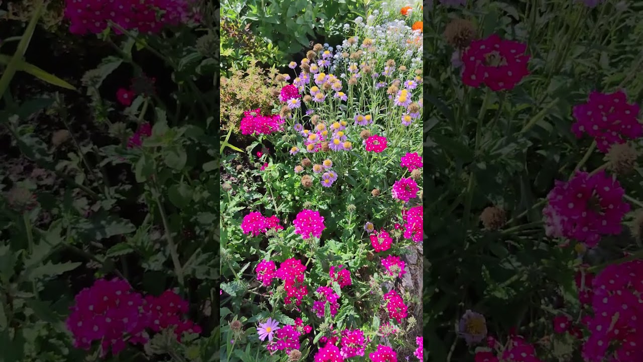 Цветущая клумба в саду.💐 #flowerworld #цветы #flowers