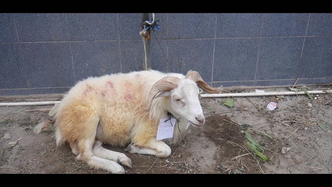 Hari Raya Idul Adha QURBAN Masjid Al - Harokah Perum Megaregency #Part1