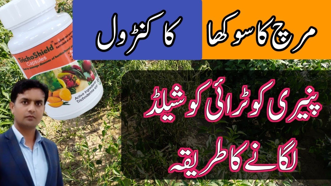 How to use TrichoShield trichoderma for root treatment of chillies  | Control of Root and collar
