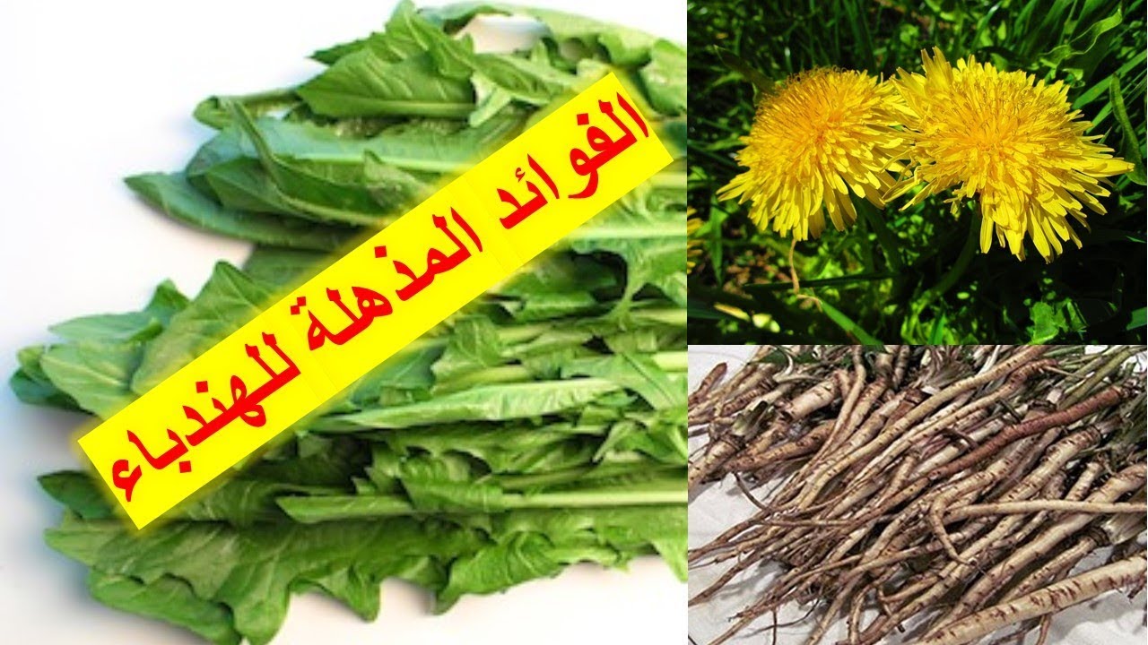 فوائد الهندباء أو العلت المدهشة - القسم الاول