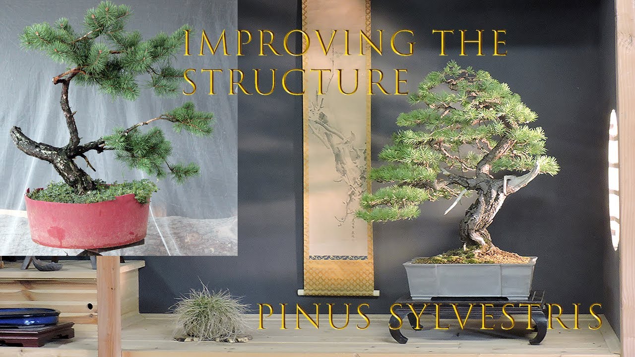 Improving the structure of Scots pine