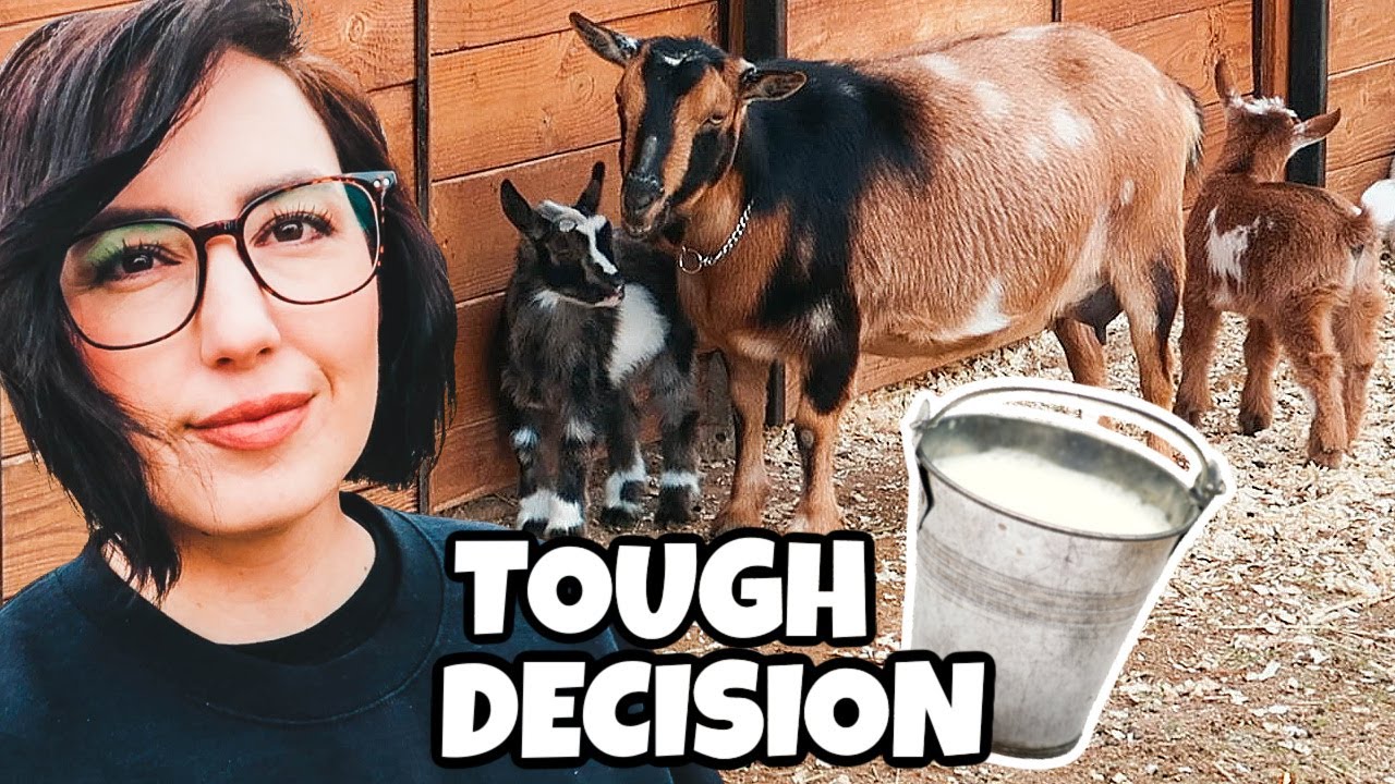 Does little Tatum produce ENOUGH MILK to stay on the farm?